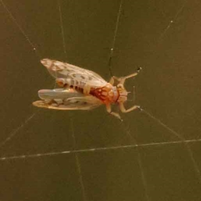 Cicadellidae (family) at Canberra Central, ACT - 21 Oct 2023 by ConBoekel