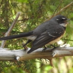 Rhipidura albiscapa (Grey Fantail) at Cotter River, ACT - 24 Oct 2023 by JohnBundock