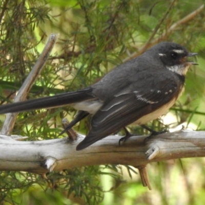 Rhipidura albiscapa (Grey Fantail) at Cotter River, ACT - 24 Oct 2023 by JohnBundock