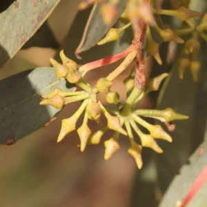 Eucalyptus macrorhyncha at Canberra Central, ACT - 21 Oct 2023 11:22 AM