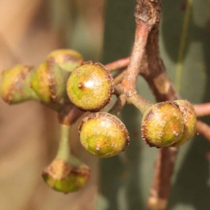 Eucalyptus macrorhyncha at Canberra Central, ACT - 21 Oct 2023