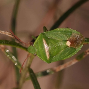 Ocirrhoe unimaculata at O'Connor, ACT - 21 Oct 2023