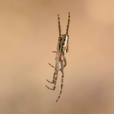 Plebs bradleyi (Enamelled spider) at Caladenia Forest, O'Connor - 21 Oct 2023 by ConBoekel