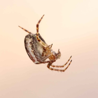 Plebs eburnus (Eastern bush orb-weaver) at Caladenia Forest, O'Connor - 21 Oct 2023 by ConBoekel