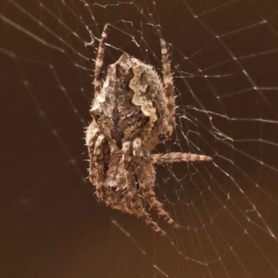 Socca pustulosa (Knobbled Orbweaver) at Canberra Central, ACT - 21 Oct 2023 by ConBoekel