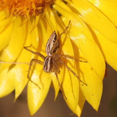 Oxyopes gracilipes (Graceful-legs Lynx Spider) at Caladenia Forest, O'Connor - 21 Oct 2023 by ConBoekel