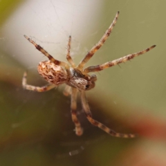 Salsa fuliginata (Sooty Orb-weaver) at Caladenia Forest, O'Connor - 21 Oct 2023 by ConBoekel