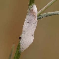 Cercopidae (family) (Unidentified spittlebug or froghopper) at Caladenia Forest, O'Connor - 21 Oct 2023 by ConBoekel