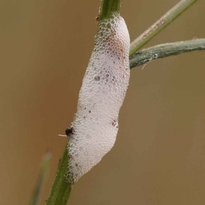 Cercopidae (family) (Unidentified spittlebug or froghopper) at O'Connor, ACT - 21 Oct 2023 by ConBoekel