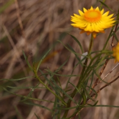 Xerochrysum viscosum (Sticky Everlasting) at Caladenia Forest, O'Connor - 21 Oct 2023 by ConBoekel