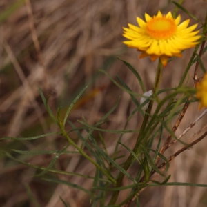 Xerochrysum viscosum at O'Connor, ACT - 21 Oct 2023