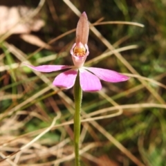 Caladenia carnea (Pink Fingers) at Cotter River, ACT - 23 Oct 2023 by JohnBundock