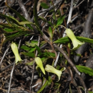 Billardiera scandens at Cotter River, ACT - 24 Oct 2023