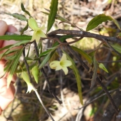 Billardiera scandens at Cotter River, ACT - 24 Oct 2023 10:30 AM