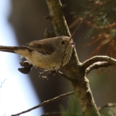 Acanthiza pusilla (Brown Thornbill) at Kingston, ACT - 24 Oct 2023 by RodDeb