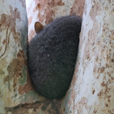 Trichosurus vulpecula (Common Brushtail Possum) at Jerrabomberra Wetlands - 24 Oct 2023 by RodDeb