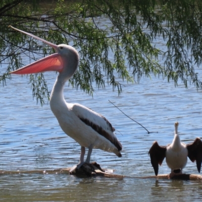 Pelecanus conspicillatus (Australian Pelican) at Jerrabomberra Wetlands - 24 Oct 2023 by RodDeb