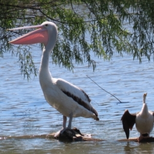 Pelecanus conspicillatus at Fyshwick, ACT - 24 Oct 2023 12:01 PM