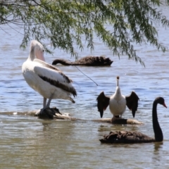 Pelecanus conspicillatus at Fyshwick, ACT - 24 Oct 2023 12:01 PM