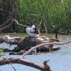 Pelecanus conspicillatus at Fyshwick, ACT - 24 Oct 2023 12:01 PM