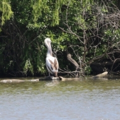 Pelecanus conspicillatus at Fyshwick, ACT - 24 Oct 2023 12:01 PM