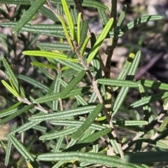 Hovea asperifolia subsp. asperifolia (Rosemary Hovea) at Cotter River, ACT - 24 Oct 2023 by BethanyDunne