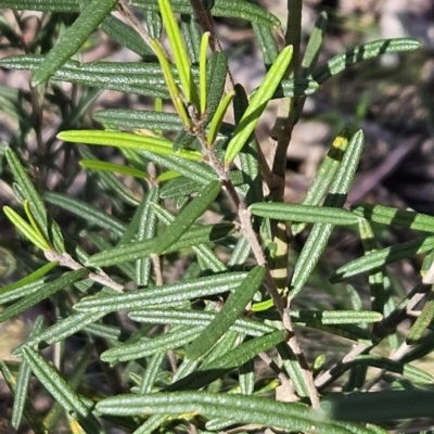 Hovea asperifolia subsp. asperifolia (Rosemary Hovea) at Cotter River, ACT - 24 Oct 2023 by BethanyDunne