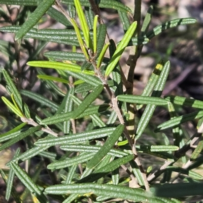 Hovea asperifolia subsp. asperifolia (Rosemary Hovea) at Cotter River, ACT - 23 Oct 2023 by BethanyDunne