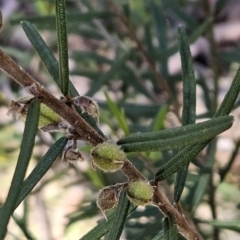 Hovea asperifolia subsp. asperifolia at Cotter River, ACT - 24 Oct 2023