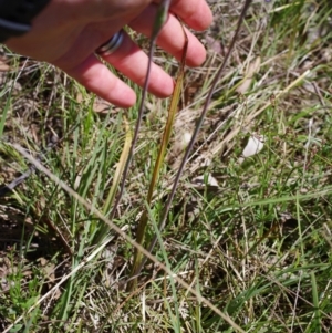 Thelymitra peniculata at Broadway, NSW - 24 Oct 2023