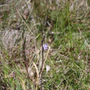 Thelymitra peniculata at Broadway, NSW - 24 Oct 2023