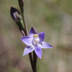 Thelymitra peniculata at Broadway, NSW - 24 Oct 2023