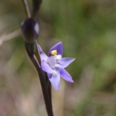 Thelymitra peniculata at Broadway, NSW - 24 Oct 2023