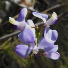 Comesperma volubile (Love Creeper) at Cotter River, ACT - 23 Oct 2023 by JohnBundock