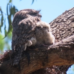 Podargus strigoides (Tawny Frogmouth) at Fyshwick, ACT - 24 Oct 2023 by RodDeb