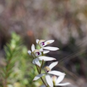 Caladenia cucullata at Broadway, NSW - 24 Oct 2023