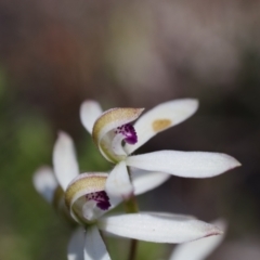 Caladenia cucullata at Broadway, NSW - 24 Oct 2023