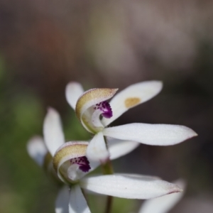 Caladenia cucullata at Broadway, NSW - 24 Oct 2023