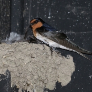 Hirundo neoxena at Fyshwick, ACT - 24 Oct 2023 12:02 PM