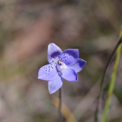 Thelymitra juncifolia (Dotted Sun Orchid) at Broadway, NSW - 24 Oct 2023 by mlech