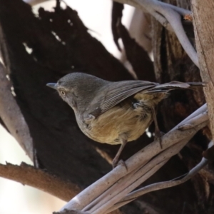 Sericornis frontalis at Fyshwick, ACT - 24 Oct 2023 11:27 AM