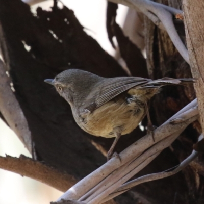 Sericornis frontalis (White-browed Scrubwren) at Jerrabomberra Wetlands - 24 Oct 2023 by RodDeb