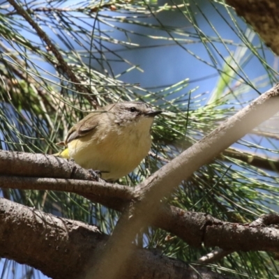 Acanthiza chrysorrhoa (Yellow-rumped Thornbill) at Kingston, ACT - 24 Oct 2023 by RodDeb