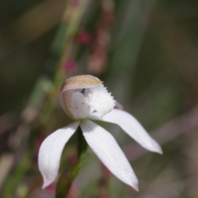 Caladenia moschata (Musky Caps) at Broadway TSR - 24 Oct 2023 by mlech