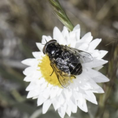 Dasybasis sp. (genus) (A march fly) at Umbagong District Park - 23 Oct 2023 by kasiaaus