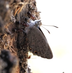 Acrodipsas myrmecophila (Small Ant-blue Butterfly) by RAllen