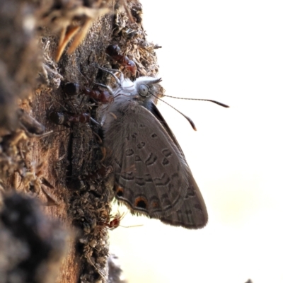 Acrodipsas myrmecophila (Small Ant-blue Butterfly) by RAllen