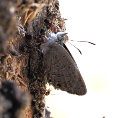 Acrodipsas myrmecophila (Small Ant-blue Butterfly) at Tuggeranong, ACT - 24 Oct 2023 by RAllen