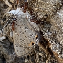 Acrodipsas myrmecophila at suppressed - 24 Oct 2023