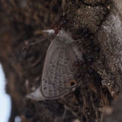 Acrodipsas myrmecophila at suppressed - 24 Oct 2023